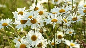 Preview wallpaper chamomile, flowers, meadow, blur, summer