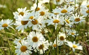 Preview wallpaper chamomile, flowers, meadow, blur, summer