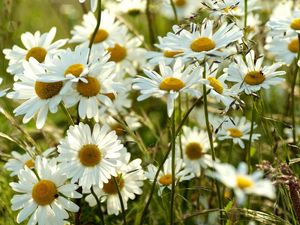 Preview wallpaper chamomile, flowers, meadow, blur, summer