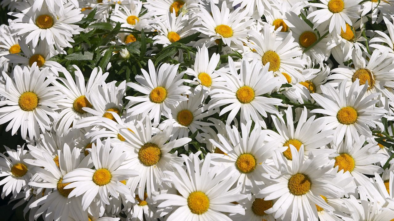 Wallpaper chamomile, flowers, much, greens, sunny, mood