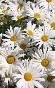 Preview wallpaper chamomile, flowers, much, greens, sunny, mood