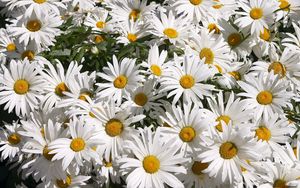Preview wallpaper chamomile, flowers, much, greens, sunny, mood
