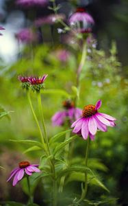 Preview wallpaper chamomile, flowers, petals, macro, pink