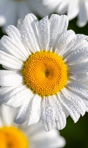 Preview wallpaper chamomile, flowers, petals, macro, drops