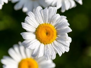 Preview wallpaper chamomile, flowers, petals, macro, drops