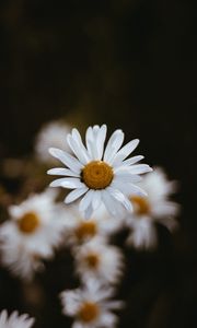 Preview wallpaper chamomile, flowers, petals, macro, focus