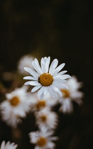 Preview wallpaper chamomile, flowers, petals, macro, focus