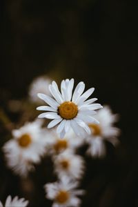 Preview wallpaper chamomile, flowers, petals, macro, focus