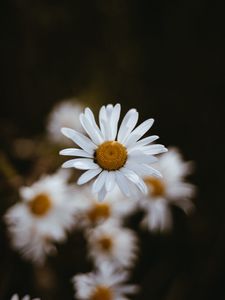 Preview wallpaper chamomile, flowers, petals, macro, focus