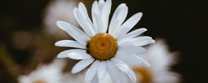 Preview wallpaper chamomile, flowers, petals, macro, focus