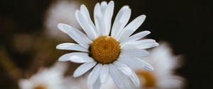 Preview wallpaper chamomile, flowers, petals, macro, focus