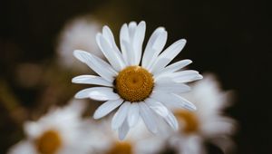 Preview wallpaper chamomile, flowers, petals, macro, focus