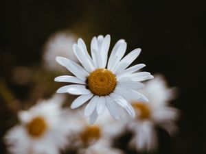 Preview wallpaper chamomile, flowers, petals, macro, focus