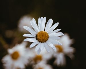 Preview wallpaper chamomile, flowers, petals, macro, focus