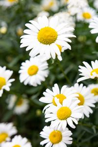 Preview wallpaper chamomile, flowers, petals, macro, white