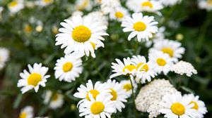 Preview wallpaper chamomile, flowers, petals, macro, white