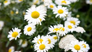 Preview wallpaper chamomile, flowers, petals, macro, white