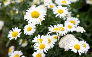 Preview wallpaper chamomile, flowers, petals, macro, white