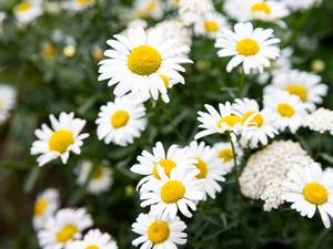 Preview wallpaper chamomile, flowers, petals, macro, white