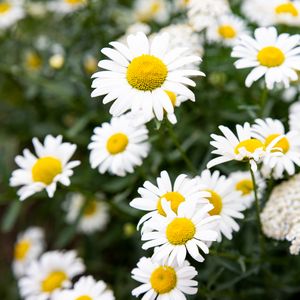 Preview wallpaper chamomile, flowers, petals, macro, white