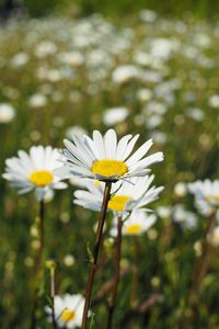 Preview wallpaper chamomile, flowers, petals, macro