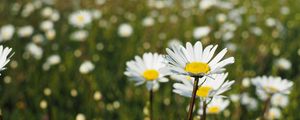 Preview wallpaper chamomile, flowers, petals, macro