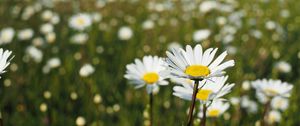 Preview wallpaper chamomile, flowers, petals, macro