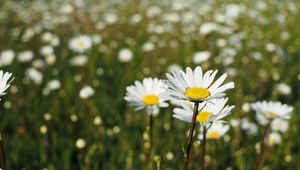 Preview wallpaper chamomile, flowers, petals, macro