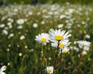 Preview wallpaper chamomile, flowers, petals, macro