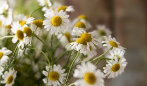 Preview wallpaper chamomile, flowers, petals, white, macro
