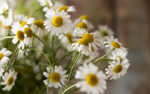 Preview wallpaper chamomile, flowers, petals, white, macro