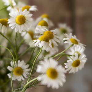 Preview wallpaper chamomile, flowers, petals, white, macro