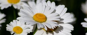 Preview wallpaper chamomile, flowers, petals, plant, macro