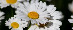 Preview wallpaper chamomile, flowers, petals, plant, macro