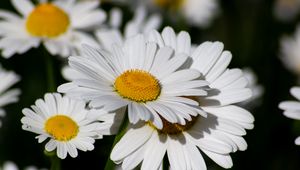 Preview wallpaper chamomile, flowers, petals, plant, macro