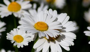 Preview wallpaper chamomile, flowers, petals, plant, macro