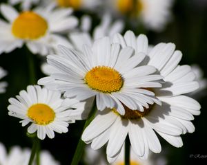 Preview wallpaper chamomile, flowers, petals, plant, macro