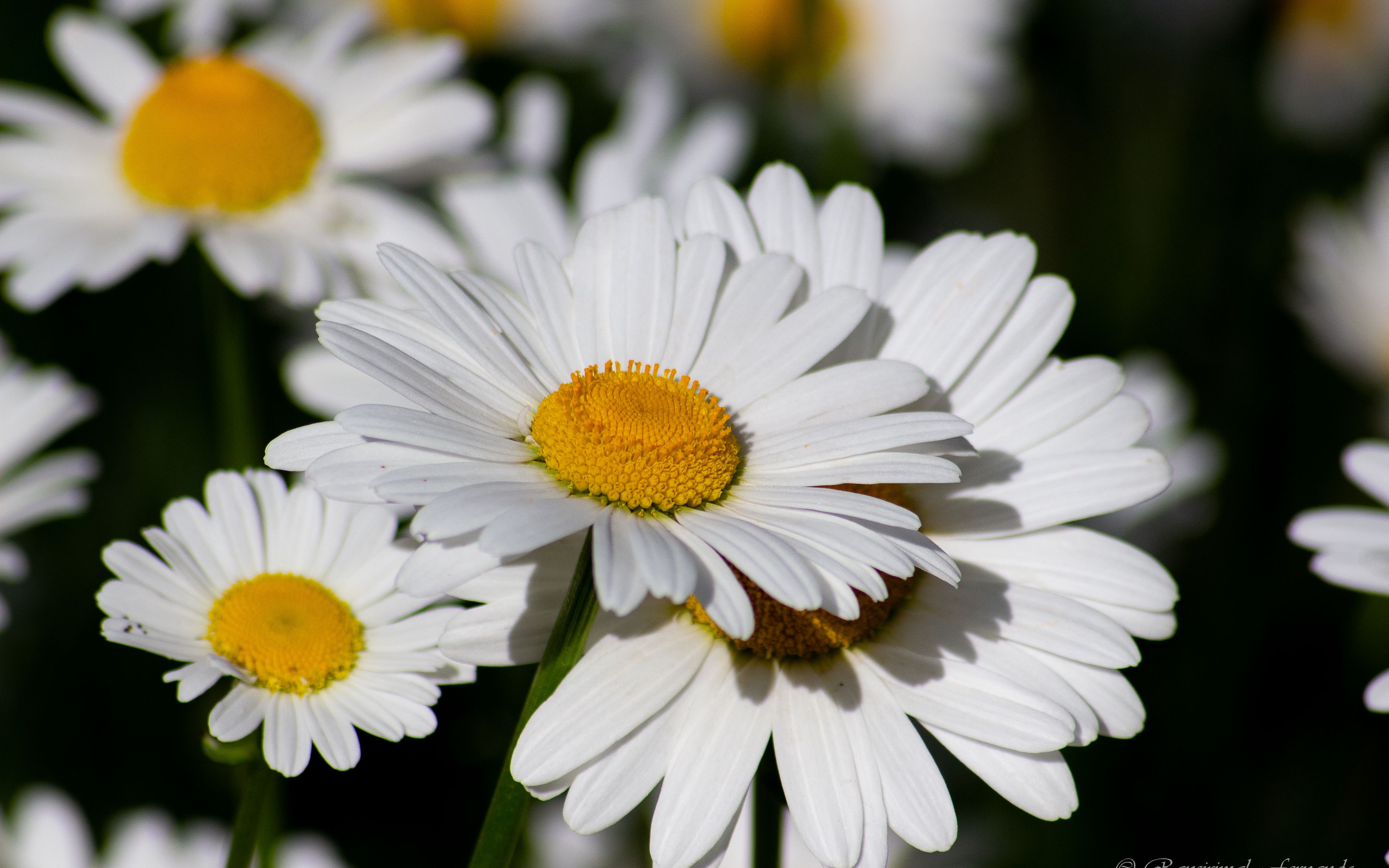 Download wallpaper 3840x2400 chamomile, flowers, petals, plant, macro ...