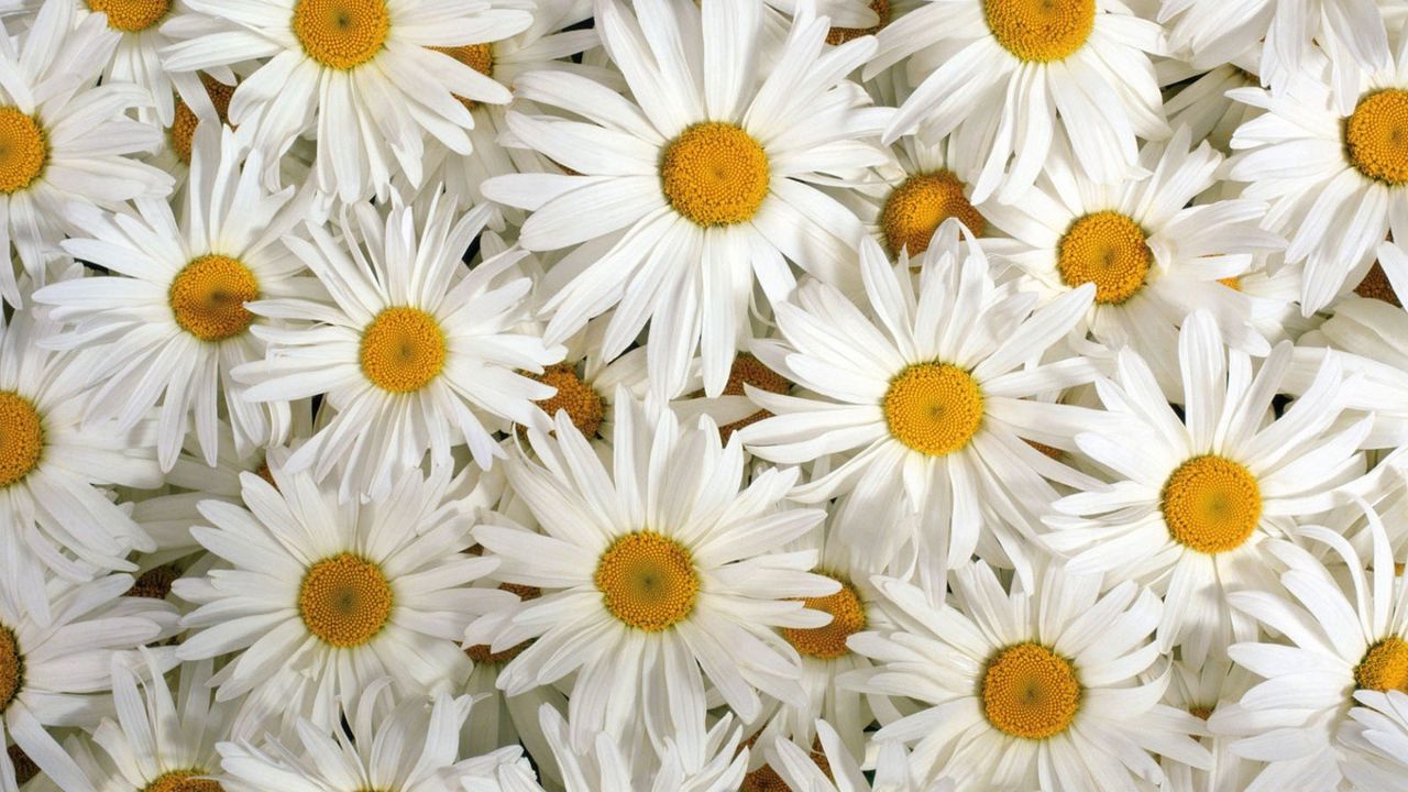 Wallpaper chamomile, flowers, petals, white, lots