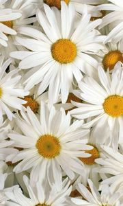 Preview wallpaper chamomile, flowers, petals, white, lots