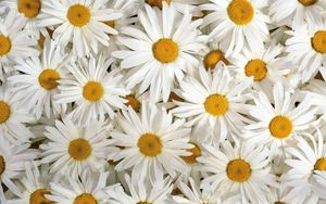 Preview wallpaper chamomile, flowers, petals, white, lots