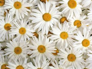 Preview wallpaper chamomile, flowers, petals, white, lots