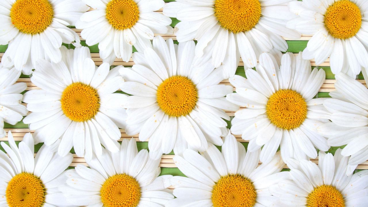 Wallpaper chamomile, flowers, petals, white, composition