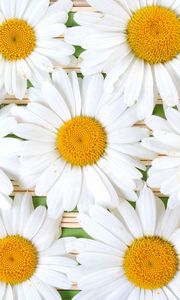 Preview wallpaper chamomile, flowers, petals, white, composition