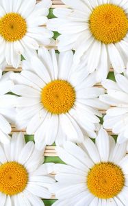 Preview wallpaper chamomile, flowers, petals, white, composition