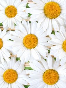 Preview wallpaper chamomile, flowers, petals, white, composition