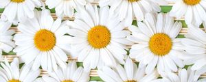 Preview wallpaper chamomile, flowers, petals, white, composition