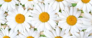 Preview wallpaper chamomile, flowers, petals, white, composition