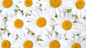 Preview wallpaper chamomile, flowers, petals, white, composition