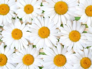 Preview wallpaper chamomile, flowers, petals, white, composition